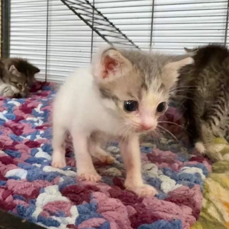 A baby small-sized female Gray / Blue / Silver Domestic Short Hair cat named Cupcake for adoption in Parrish, AL