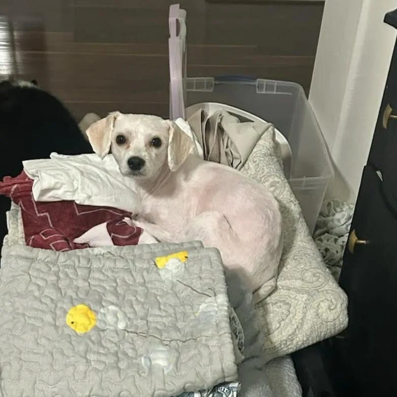 Flipp D Arriving thumbnail 4