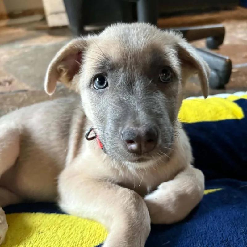 A baby small-sized female Yellow / Tan / Blond / Fawn Mixed Breed dog named Alicent for adoption in West Olive, MI