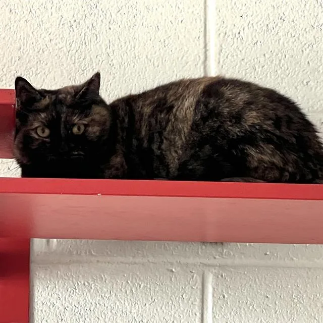 An adult medium-sized female Domestic Short Hair cat named Momma for adoption in Methuen, MA