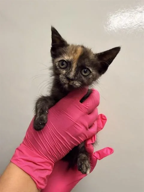A baby small-sized female Domestic Short Hair cat named Nakia for adoption in Ontario, CA