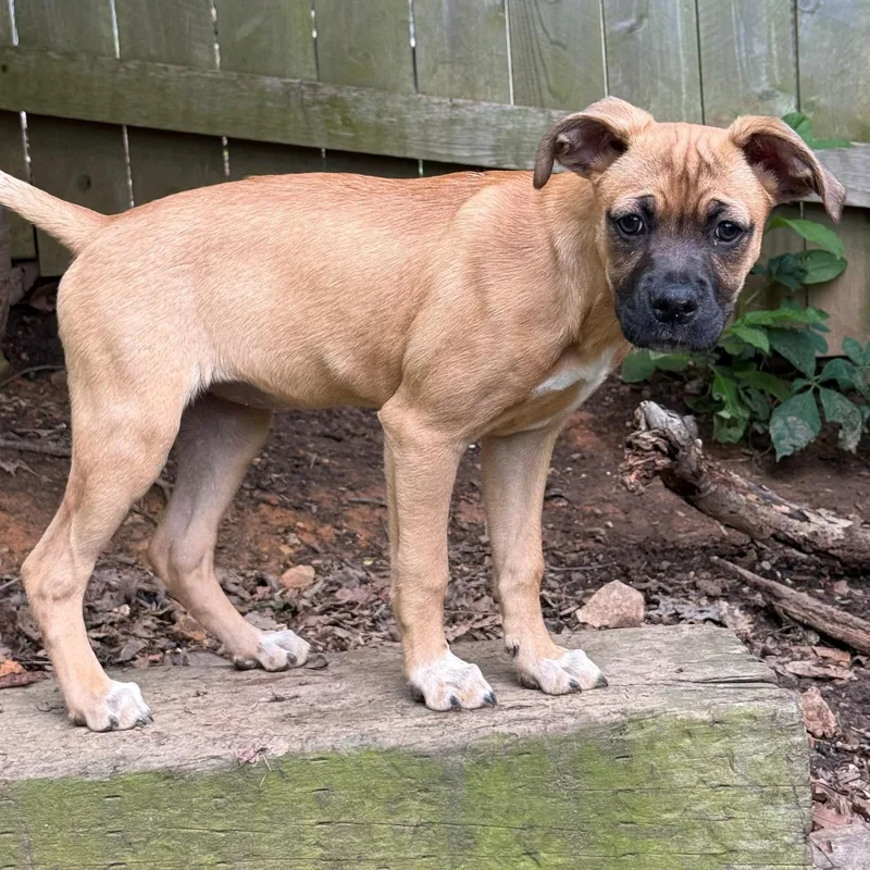 A baby medium-sized female Tricolor (Brown, Black, & White) Boxer dog named Tasha for adoption in Albany, NY