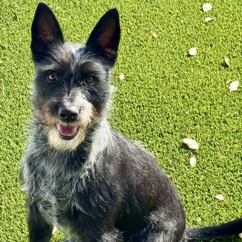 Delaney  Playful Sweet thumbnail 5