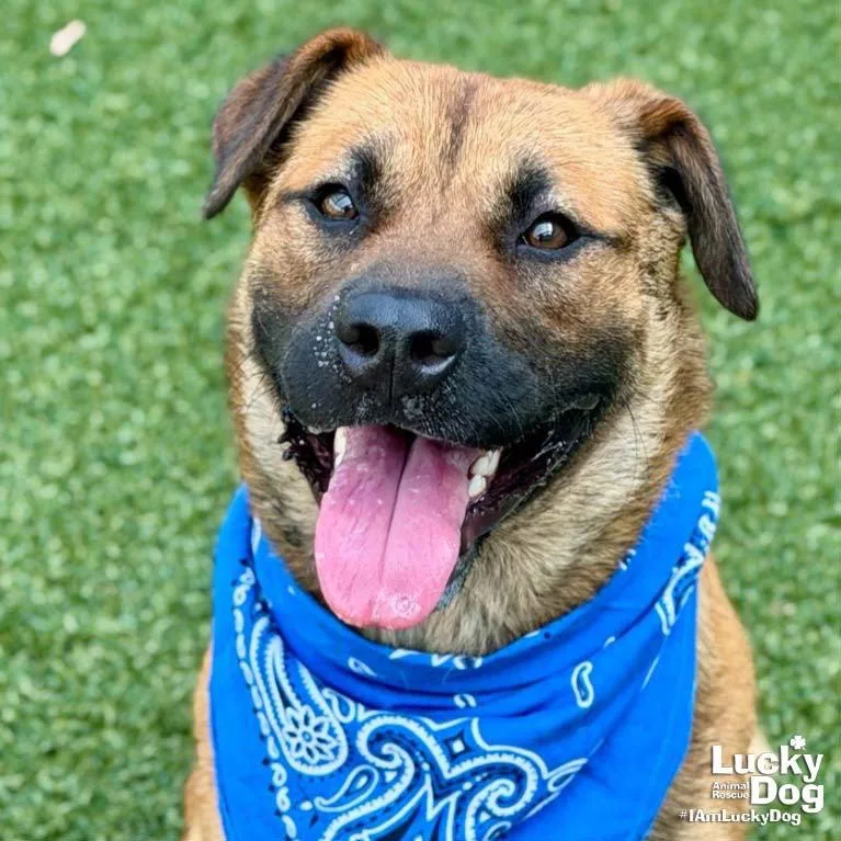 A young medium-sized male Shepherd dog named Ewok for adoption in Washington, DC