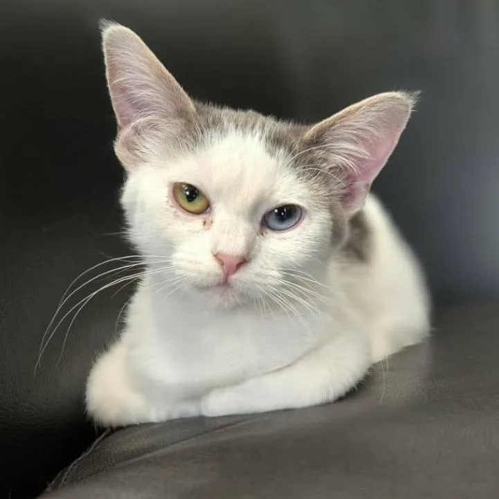 Cromwell thumbnail 2