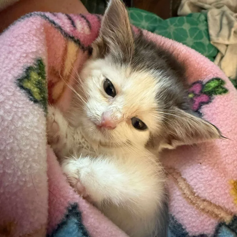 Cromwell thumbnail 3