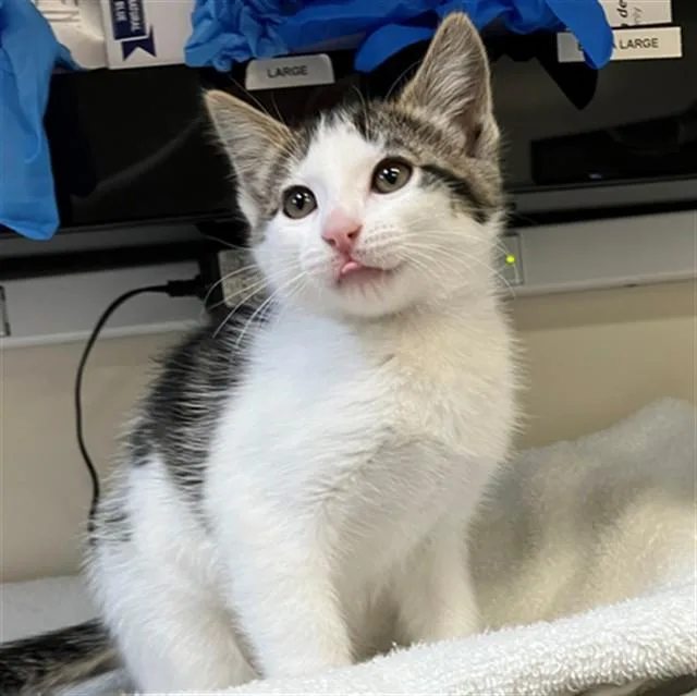 A baby small-sized female Domestic Short Hair cat named Ethel for adoption in San Luis Obispo, CA