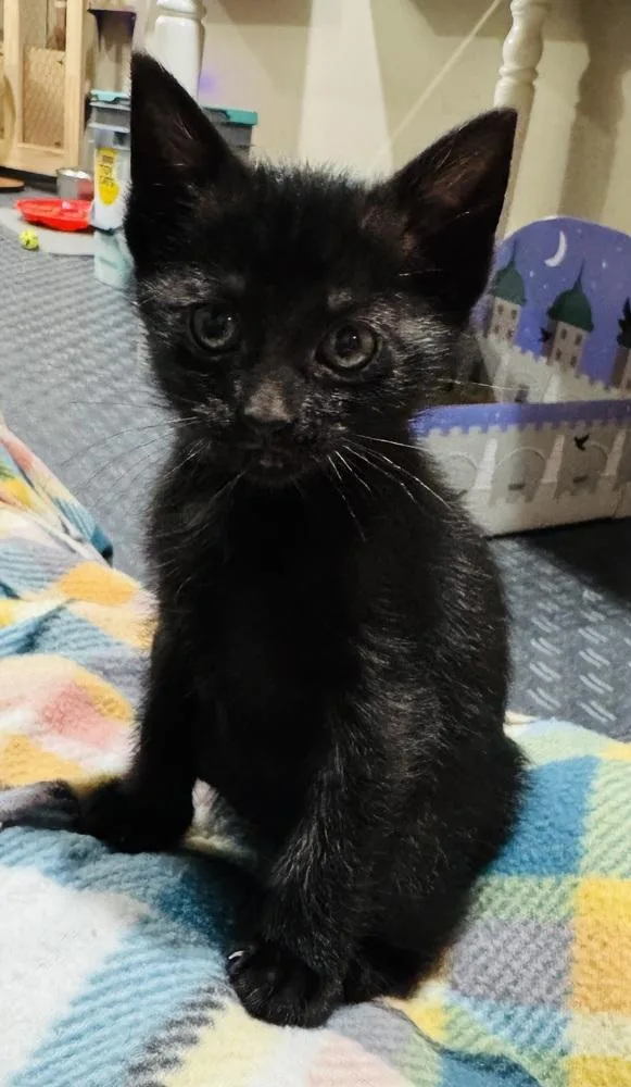 A baby small-sized female Domestic Short Hair cat named Sky for adoption in Lincoln, NE
