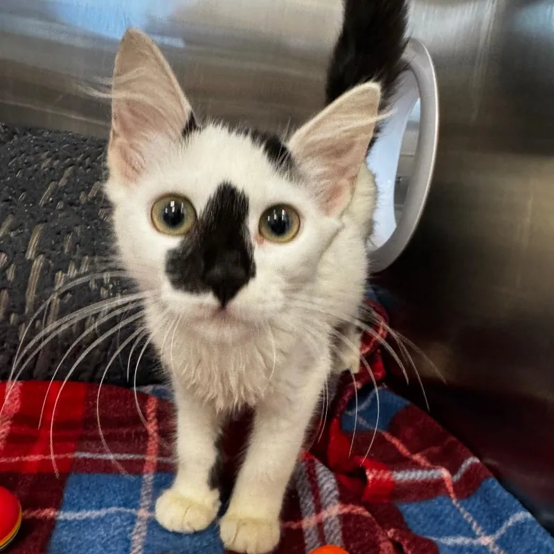 A baby small-sized female Domestic Long Hair cat named Flora for adoption in West Palm Beach, FL