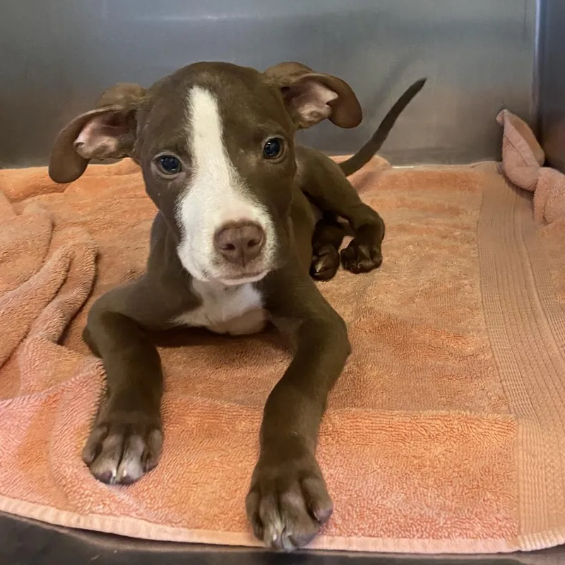 An adult medium-sized female Brown / Chocolate Mixed Breed dog named Prairie Dawn for adoption in Memphis, TN