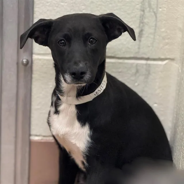 An adult medium-sized female Labrador Retriever dog named Izzy for adoption in Thousand Palms, CA