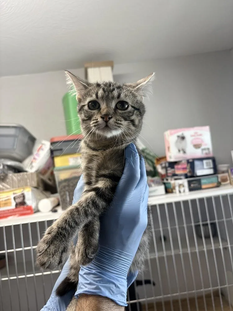 A baby medium-sized female Domestic Short Hair cat named Kenna for adoption in Bolivar, MO