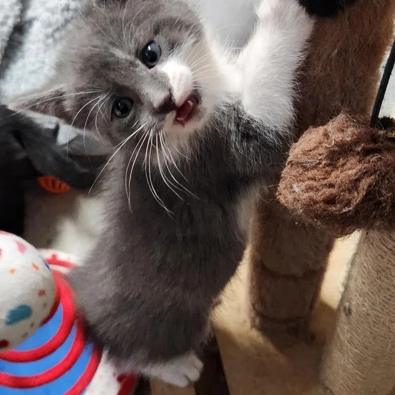 A baby medium-sized female Gray & White Domestic Short Hair cat named Bella Haseman for adoption in Morrison, CO