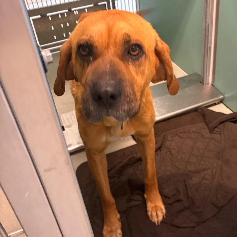 An adult large-sized male Yellow / Tan / Blond / Fawn Mixed Breed dog named Hudson for adoption in Norman, OK