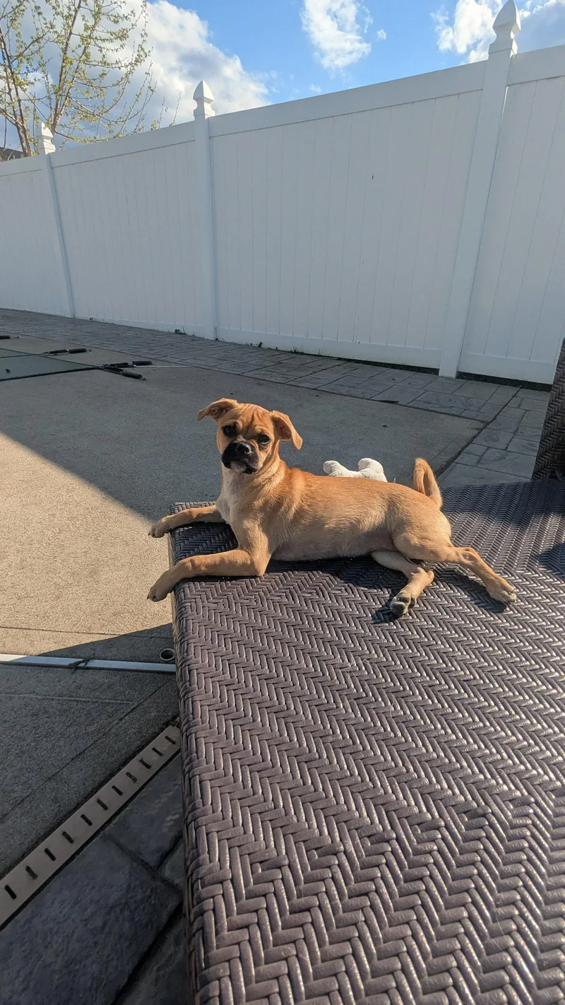 A baby small-sized female Pug dog named Viana for adoption in Morganville, NJ