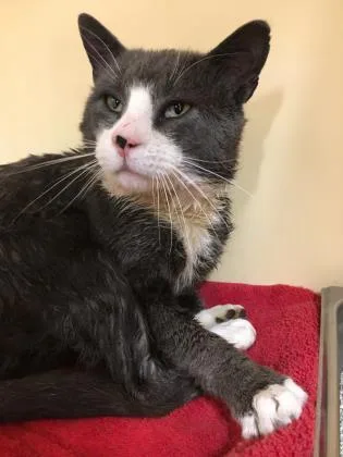 An adult medium-sized male Domestic Short Hair cat named Oliver for adoption in Clarks Summit, PA