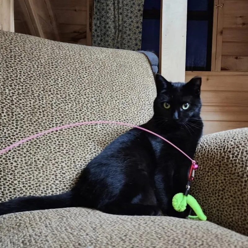 An adult medium-sized female Black Domestic Short Hair cat named Bell for adoption in South Lyon, MI