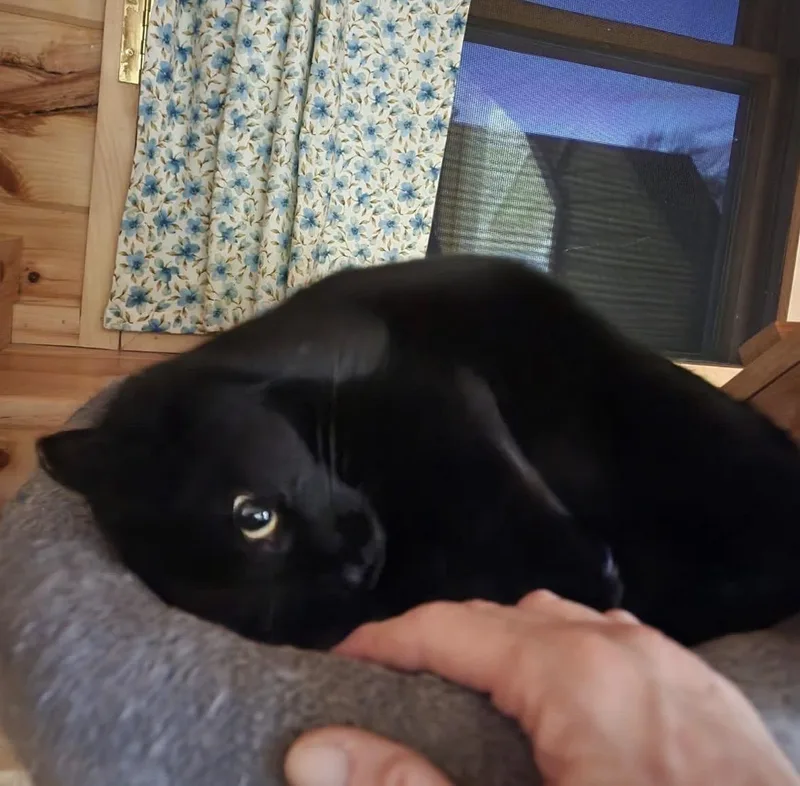 Bell thumbnail 2