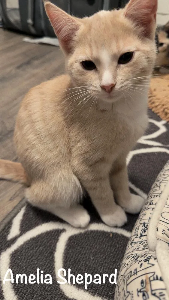A baby small-sized female Domestic Short Hair cat named Amelia Shepard for adoption in West Mifflin, PA