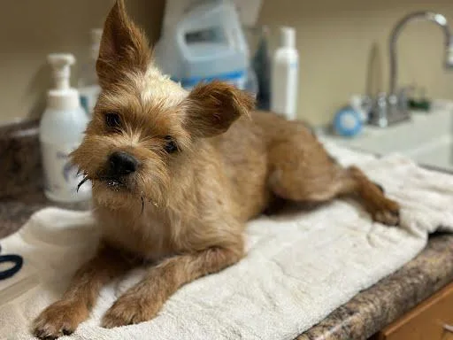 An adult small-sized female Golden Border Terrier dog named Truck Stop Travis for adoption in Marshall, TX