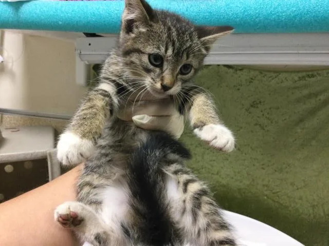A baby small-sized female Domestic Short Hair cat named Luna for adoption in Riverside, CA