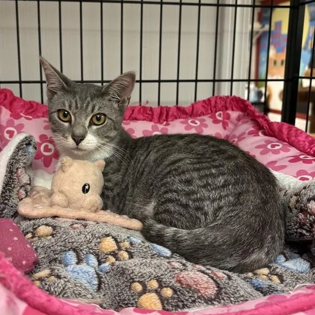 A baby medium-sized male White Domestic Short Hair cat named Silver Dollar for adoption in Colonia, NJ