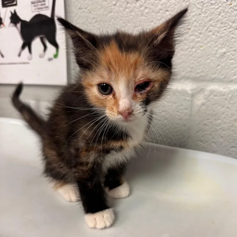 A baby small-sized female Torbie Domestic Short Hair cat named Baby SwissAT PETCO for adoption in Birdsboro, PA
