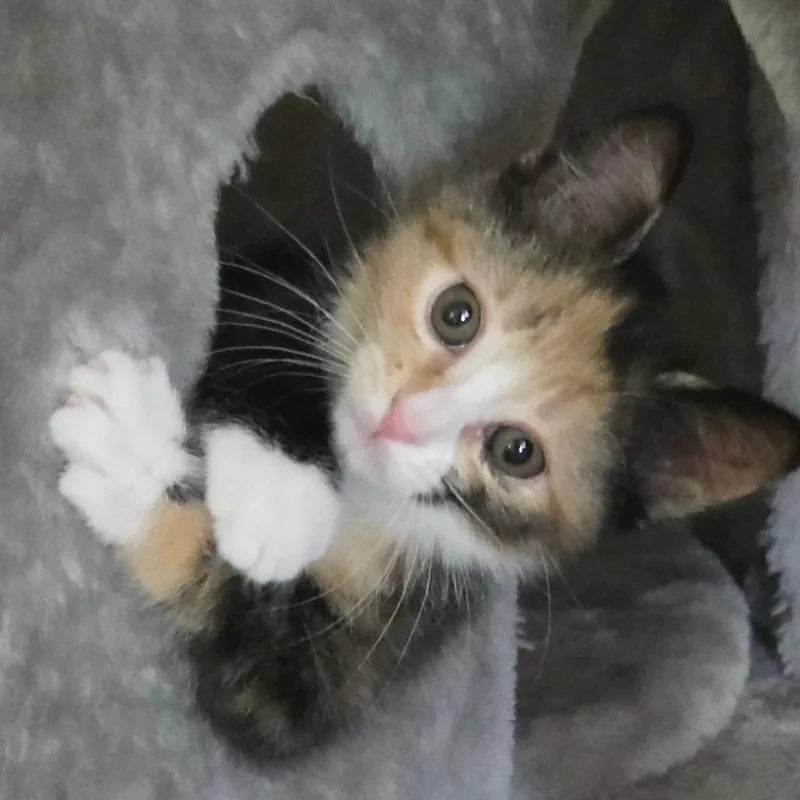 Baby SwissAT PETCO thumbnail 2