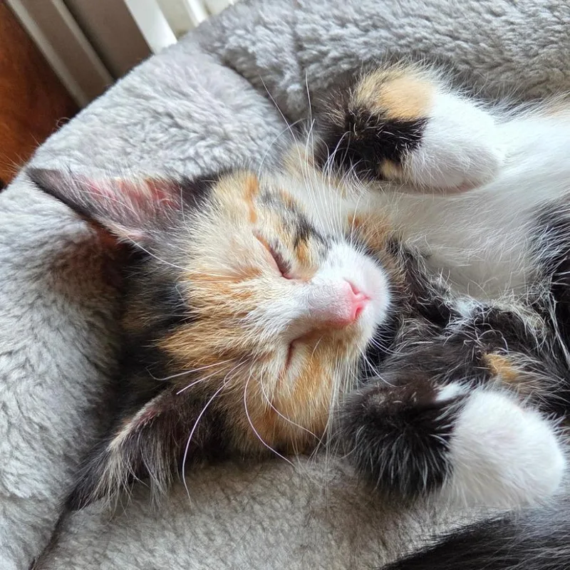 Baby SwissAT PETCO thumbnail 3