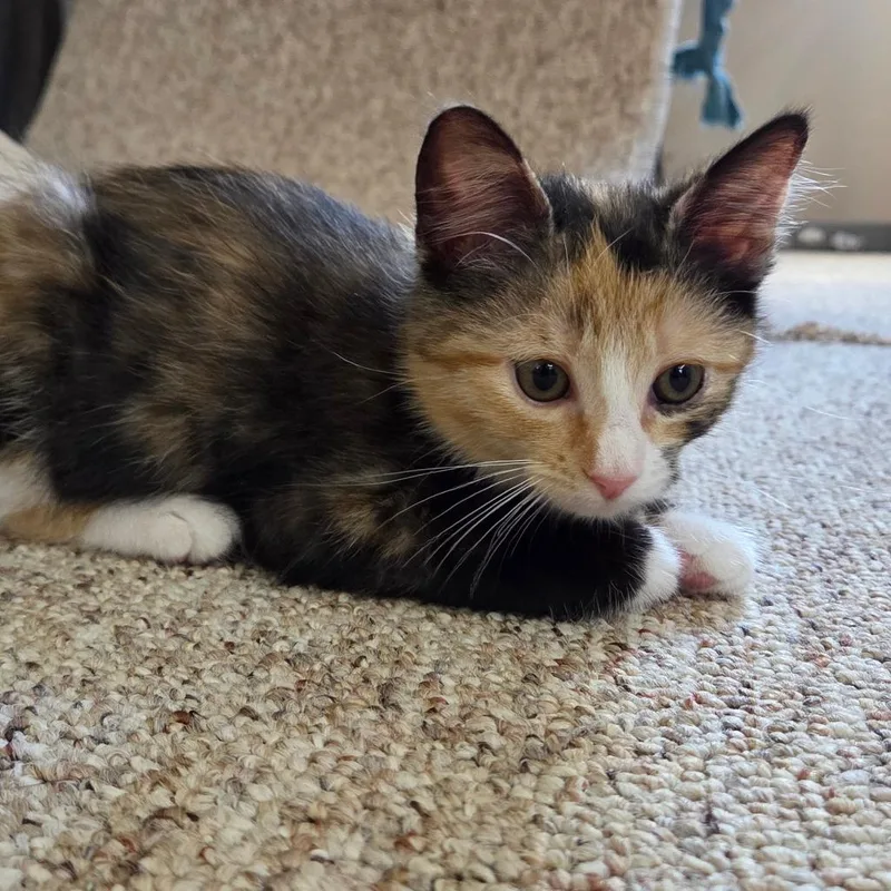 Baby SwissAT PETCO thumbnail 4