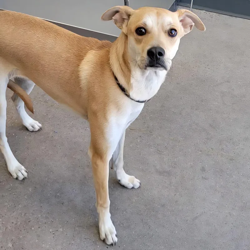 A young medium-sized female Yellow / Tan / Blond / Fawn Mixed Breed dog named Mocha for adoption in Las Cruces, NM