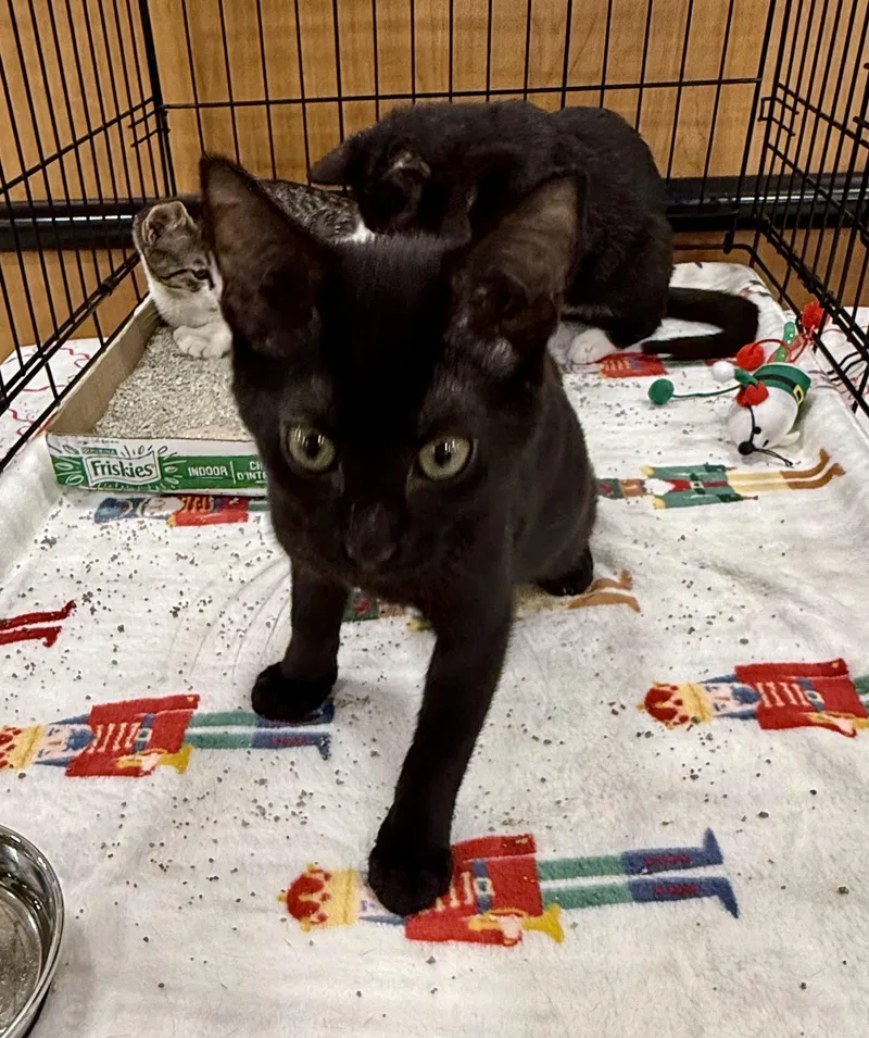 A baby medium-sized male Black Domestic Short Hair cat named Apple Pie for adoption in New Port Richey, FL