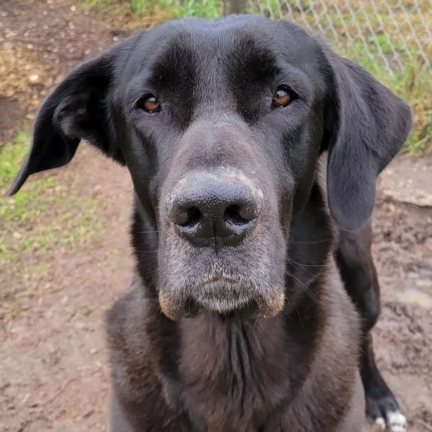 An adult extra large-sized male Black Great Dane dog named Amos for adoption in Seguin, TX