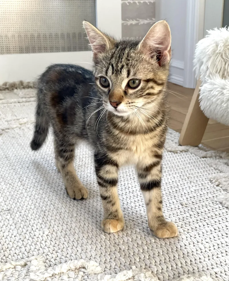 A baby small-sized female Tabby (Leopard / Spotted) Domestic Short Hair cat named Gertie for adoption in Staten Island, NY