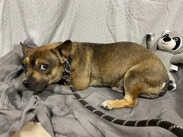 A young small-sized male Chihuahua dog named A for adoption in Modesto, CA