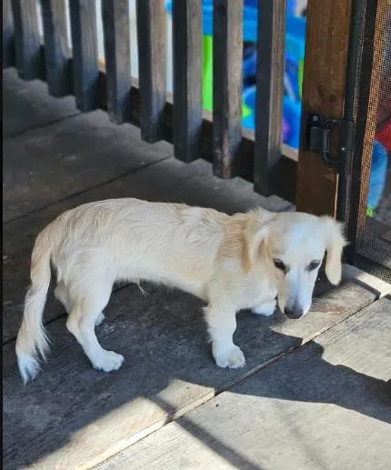 A baby small-sized male Dachshund dog named Soley in LA for adoption in Cranston, RI