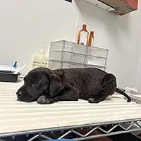 Lemmy  URGENT thumbnail 2