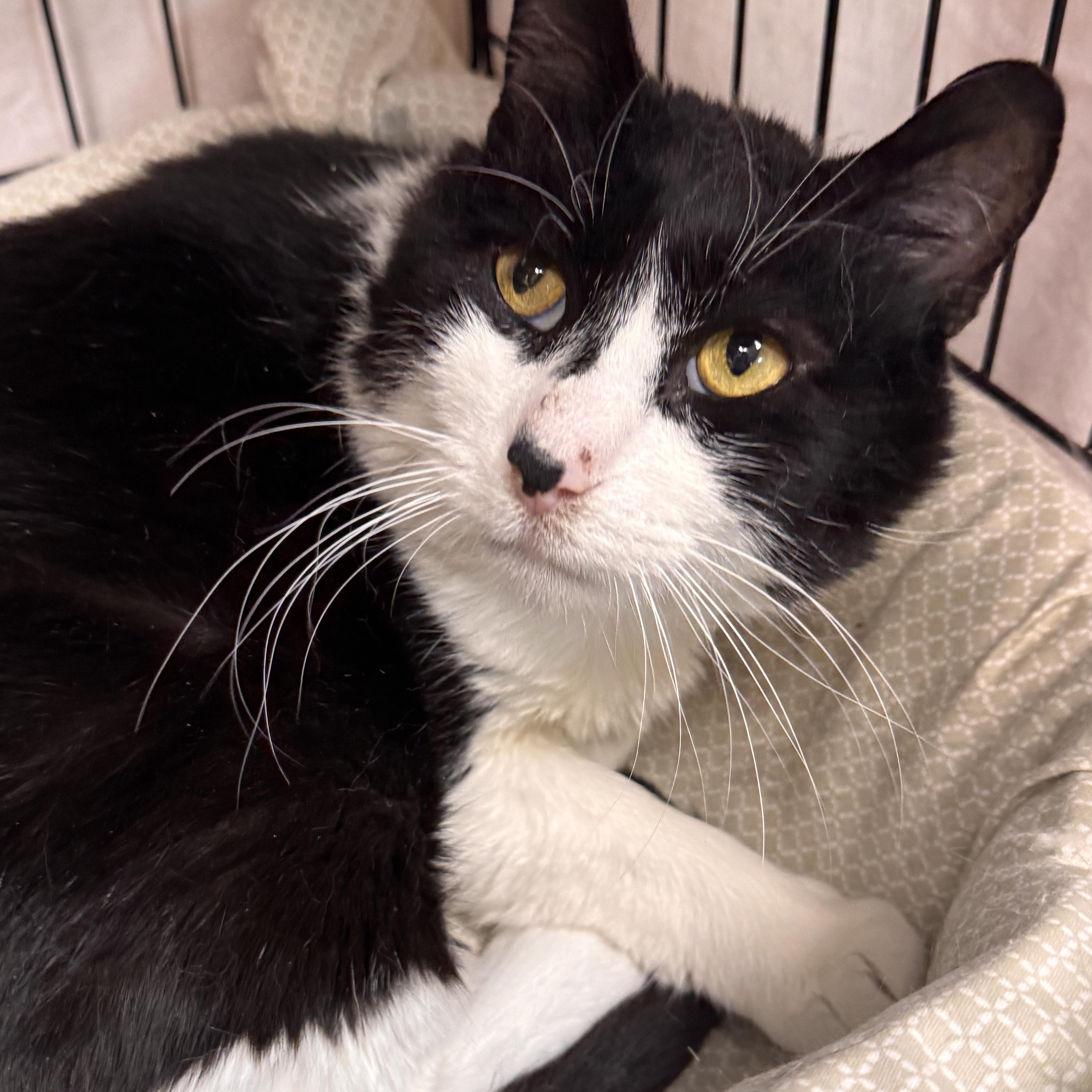 An adult large-sized male Black & White / Tuxedo Domestic Short Hair cat named Rudy for adoption in Mokena, IL