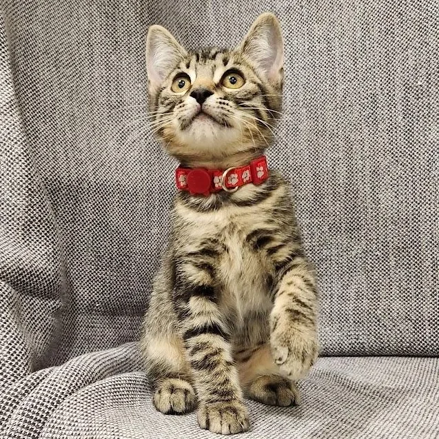 A baby medium-sized female Brown / Chocolate Tabby cat named Izzy for adoption in Sacramento, CA
