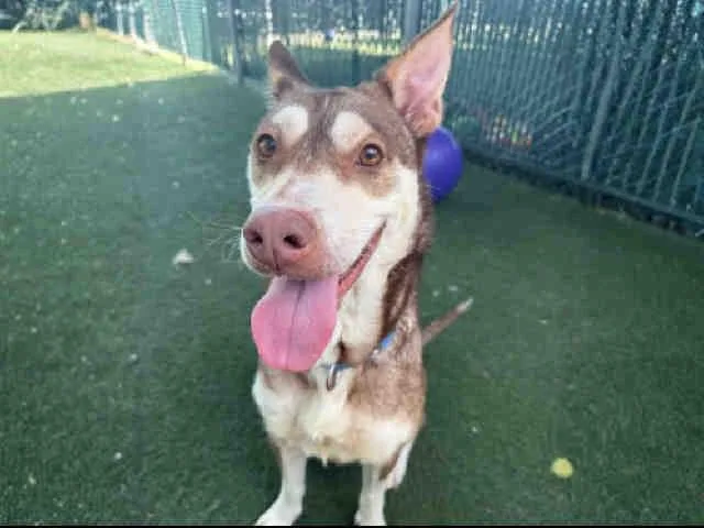 An adult medium-sized female Siberian Husky dog named Katie for adoption in Bonita, CA