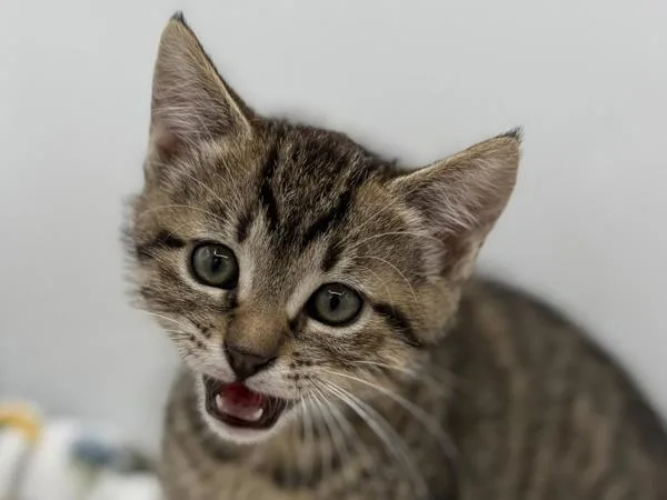 A baby small-sized male Domestic Short Hair cat named Reese for adoption in Portland, OR