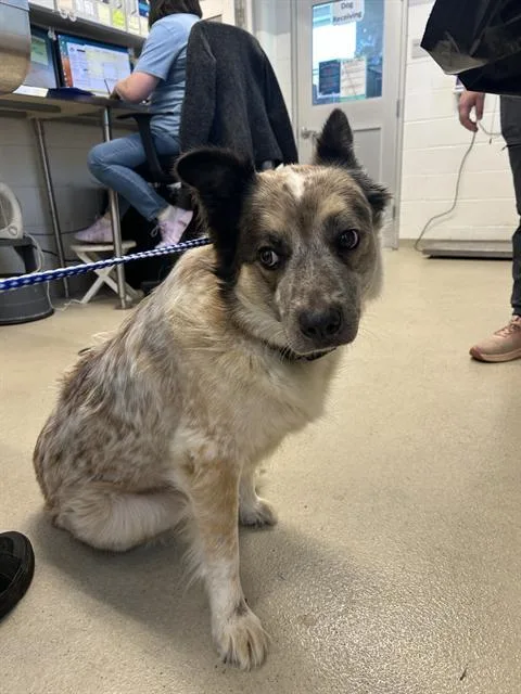 An adult medium-sized male Australian Cattle Dog / Blue Heeler dog named John Deer for adoption in Haw River, NC