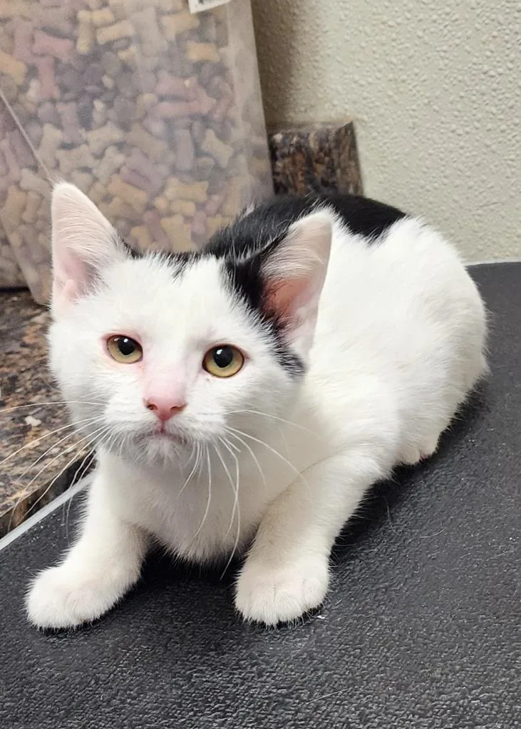 A baby medium-sized male Domestic Short Hair cat named Larry for adoption in Great Bend, KS