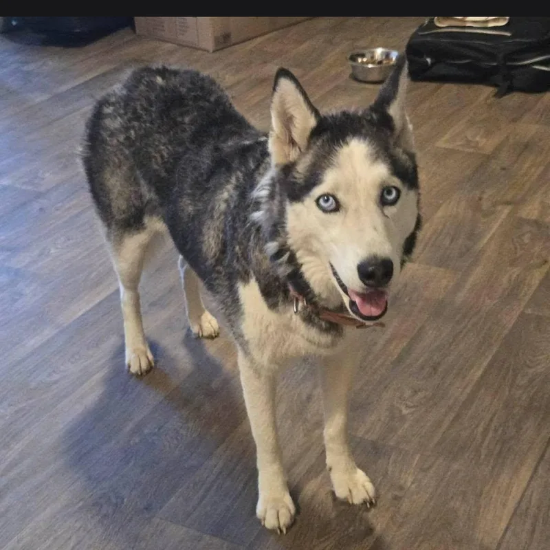 An adult medium-sized female Black Siberian Husky dog named Gigi for adoption in Travelers Rest, SC