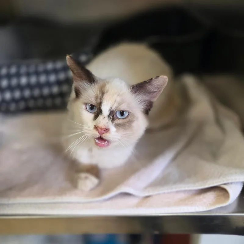A baby small-sized female Cream / Ivory Domestic Short Hair cat named Miss Demeanor for adoption in Houston, TX