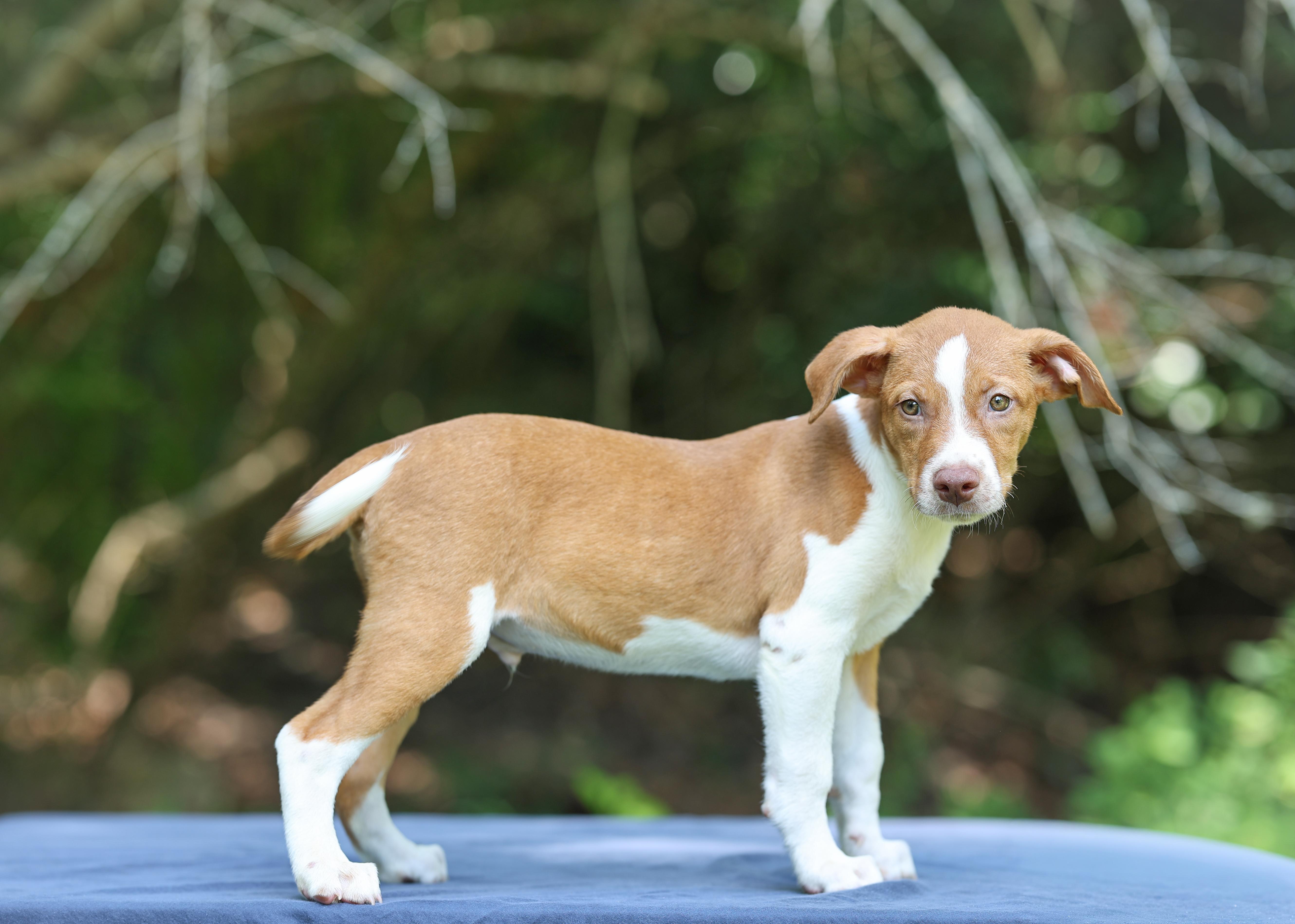 A baby medium-sized male Apricot / Beige Labrador Retriever dog named Hayden for adoption in Lucedale, MS