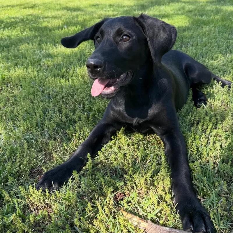 A baby medium-sized female Black Labrador Retriever dog named Della for adoption in Hatfield, PA