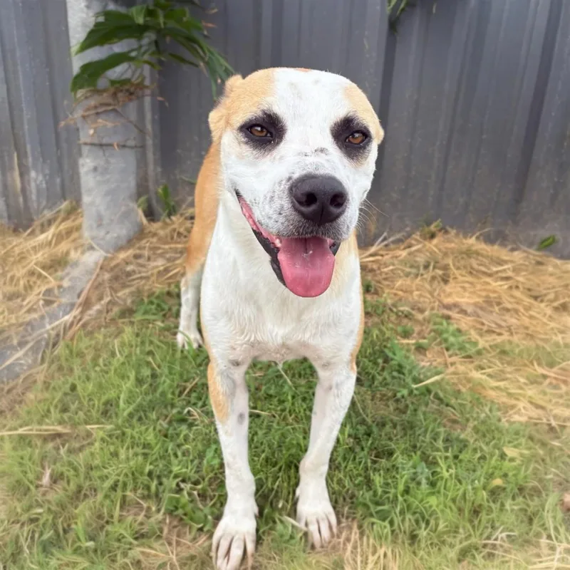 A young medium-sized male White / Cream Mixed Breed dog named Jax for adoption in Hillsborough, NJ