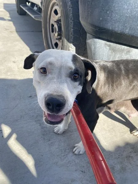 An adult medium-sized female Pit Bull Terrier dog named Misty for adoption in Victorville, CA