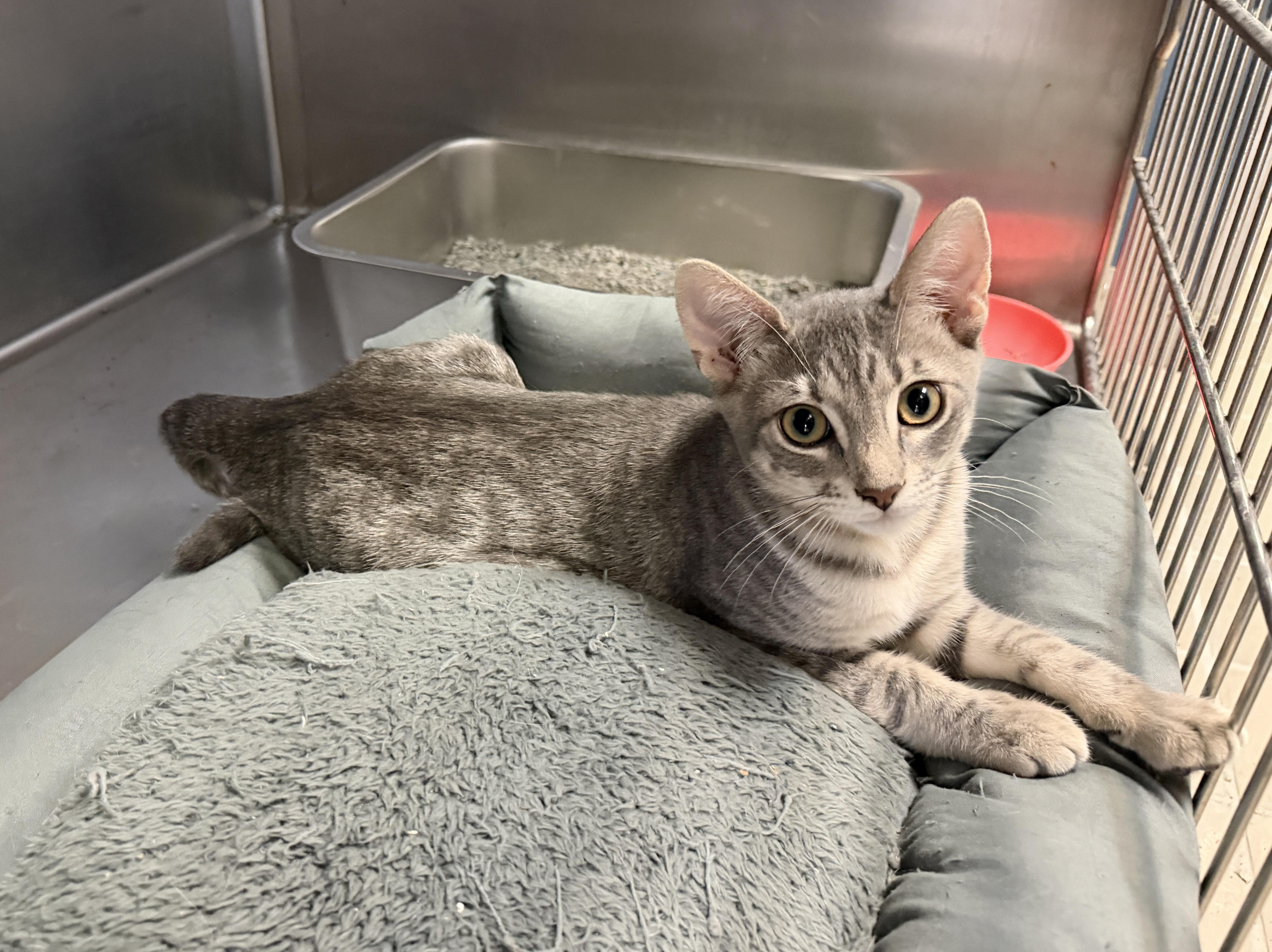 A baby medium-sized female Tabby (Gray / Blue / Silver) Domestic Short Hair cat named Tesla for adoption in Wantagh, NY